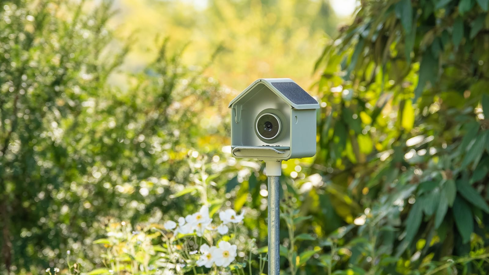 Bird Buddy smart bird feeder hanging in a garden.